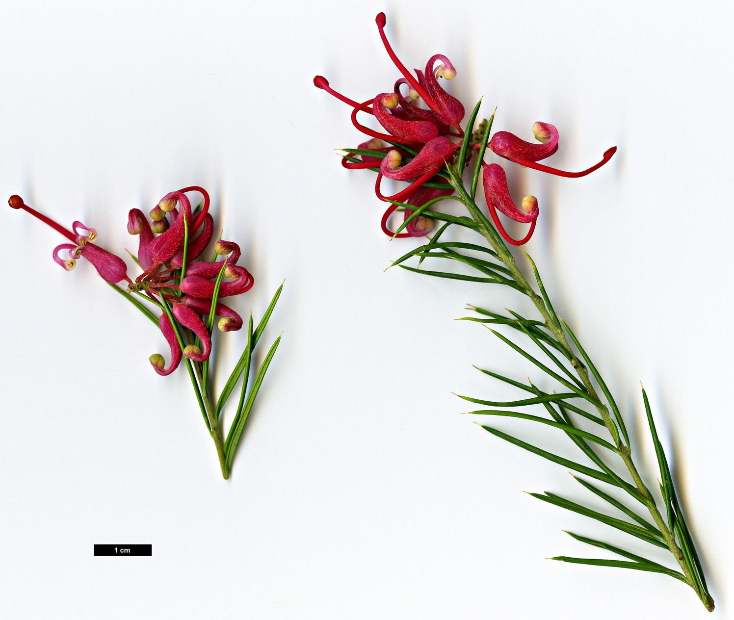 High resolution image: Family: Proteaceae - Genus: Grevillea - Taxon: 'Olympic Flame'